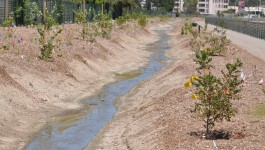 Cesar Chavez Ground Water Improvement