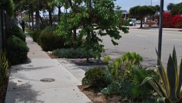 Grand Boulevard Tree Wells