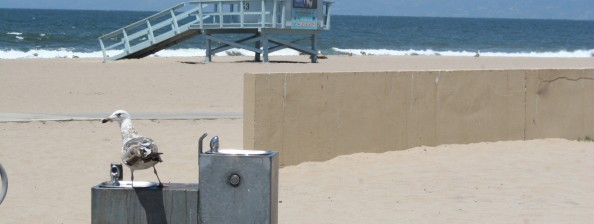 Stay Safe at the Beach