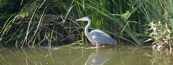 Los Angeles River Watershed