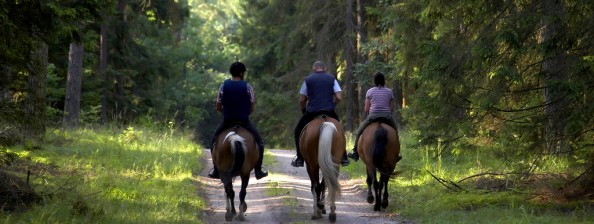 Tips for Horse Owners