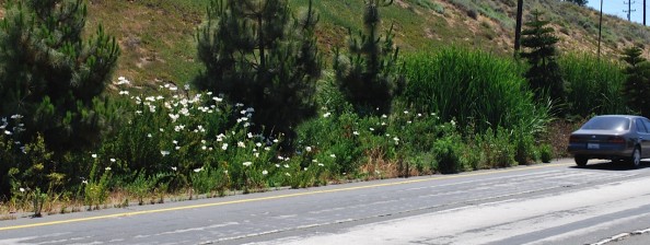 Imperial Highway Sunken Median