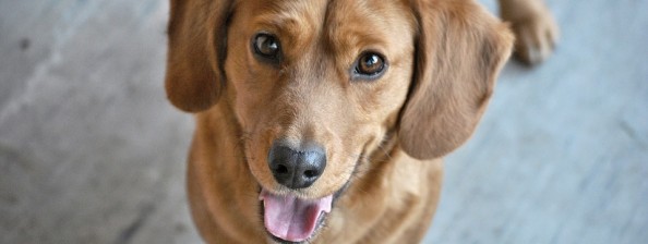 Request Free Dog Waste Bags