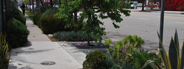 Grand Boulevard Tree Wells