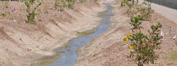 Cesar Chavez Ground Water Improvement