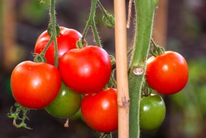 Gardening.Tomatoes.eVo.Photo