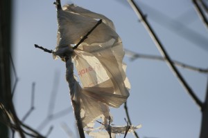 Plastic.Bag.in.tree.Stirwise