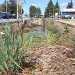0328 Stormwater Capture