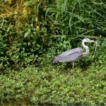 Blue Heron in grass