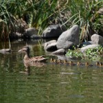Mama-Duck-and-ducklings