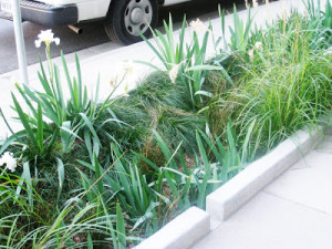 11th.Hope.Rain.Garden.thegoodstreet.com