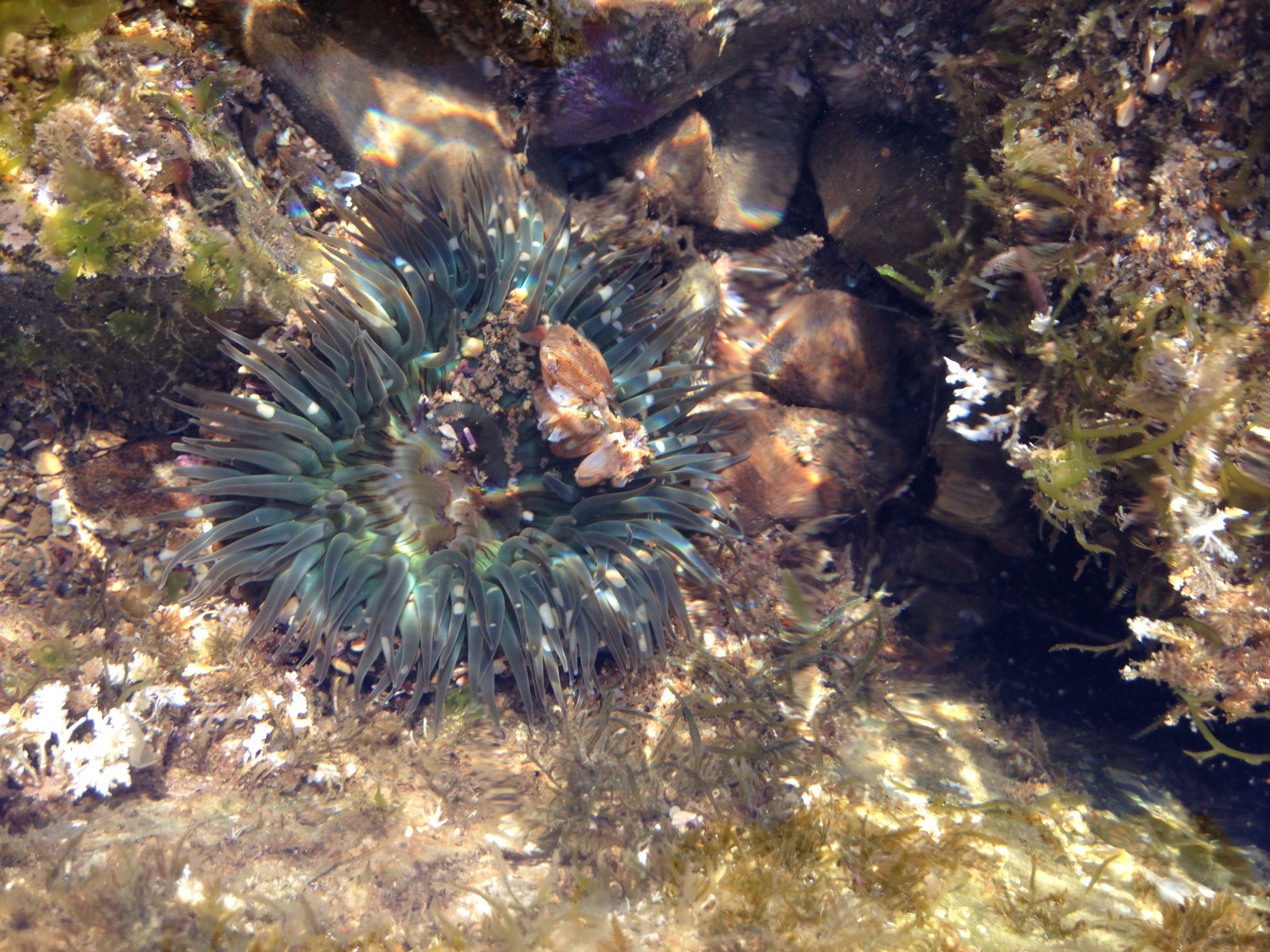 Sea Anemone