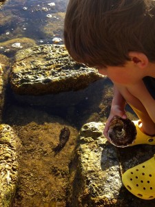 Palos.Verdes.Tidepools.Ethan.Sea.Hare