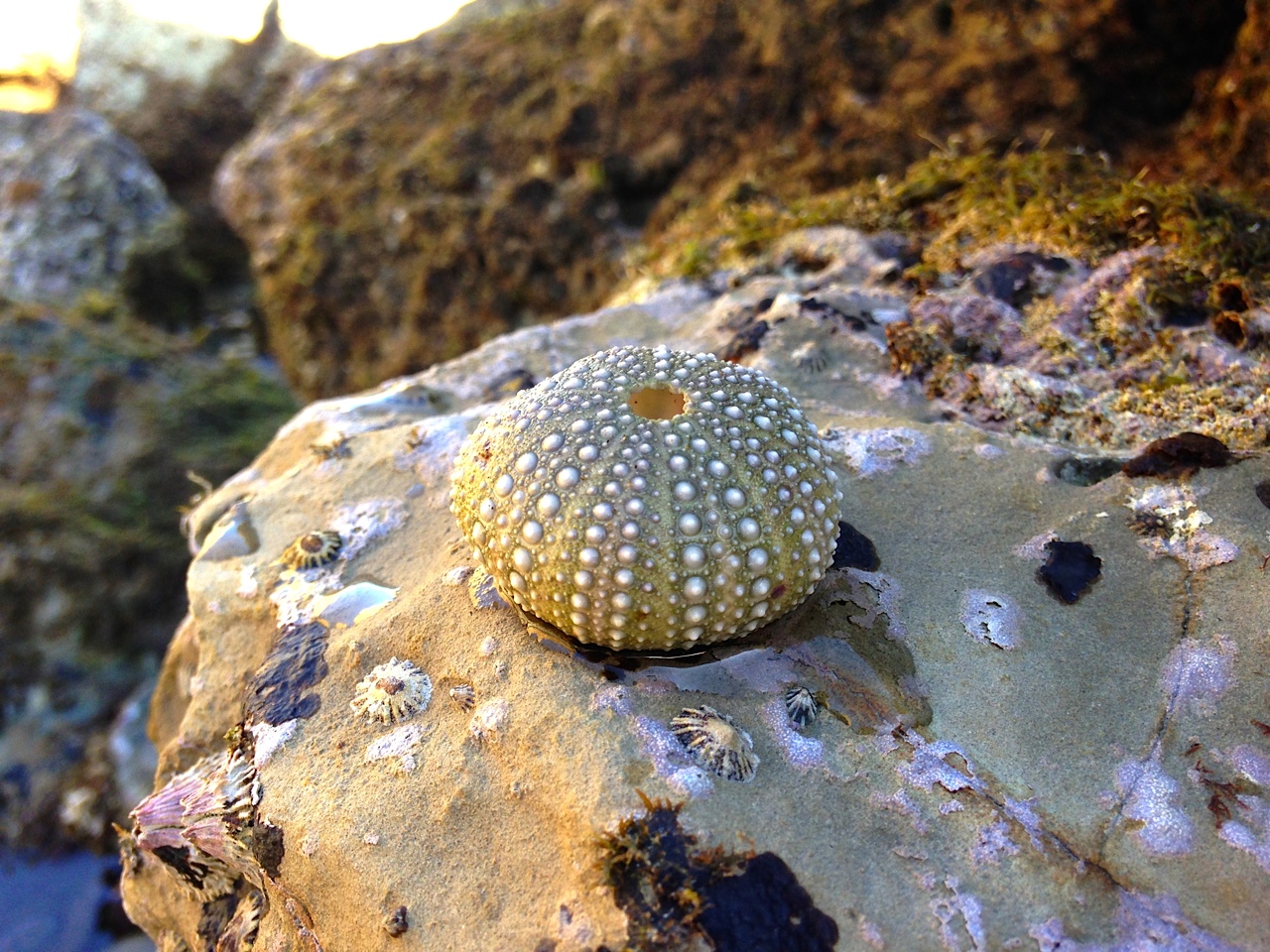 Sea Urchin Shell