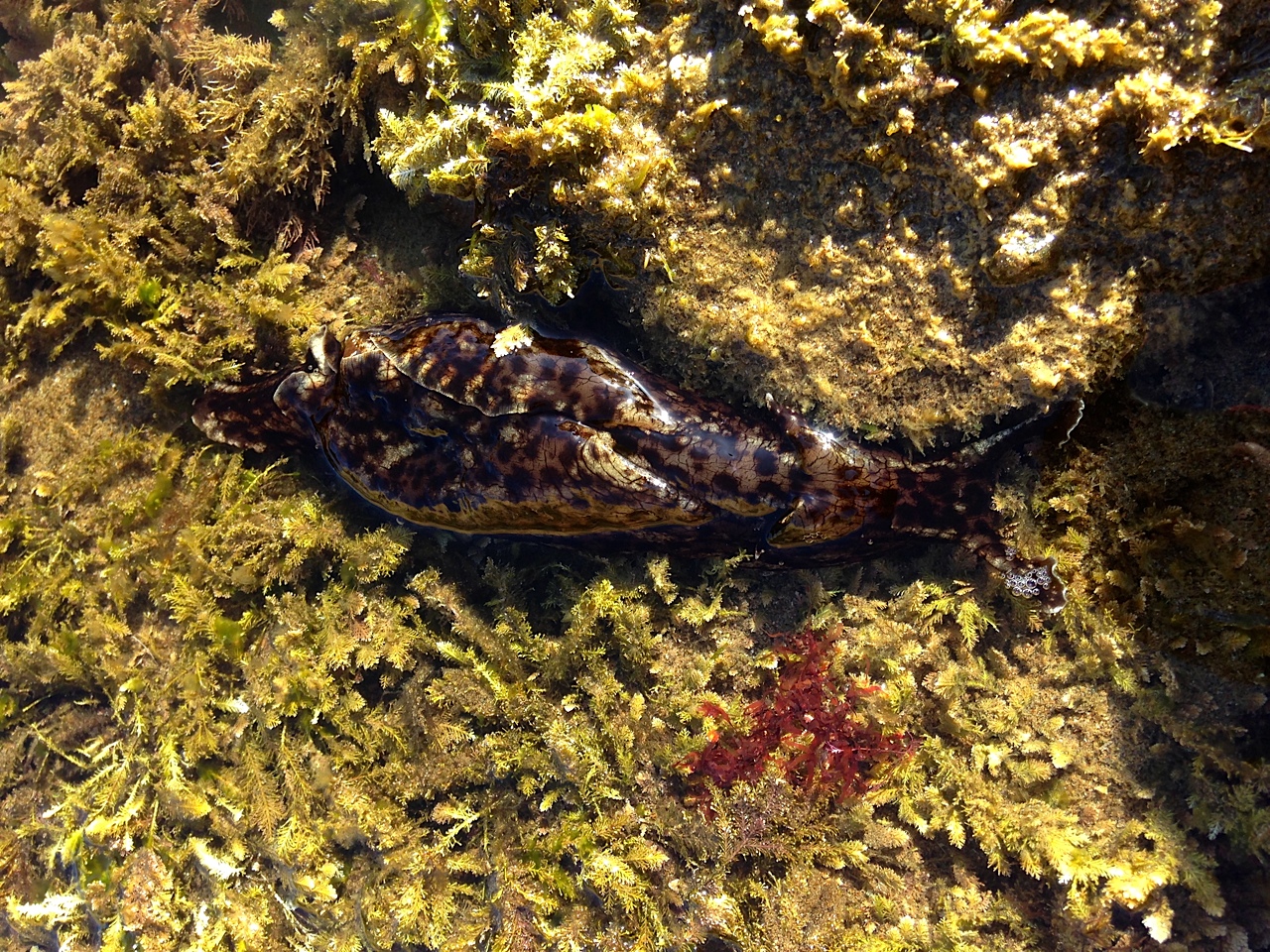 California Sea Hare