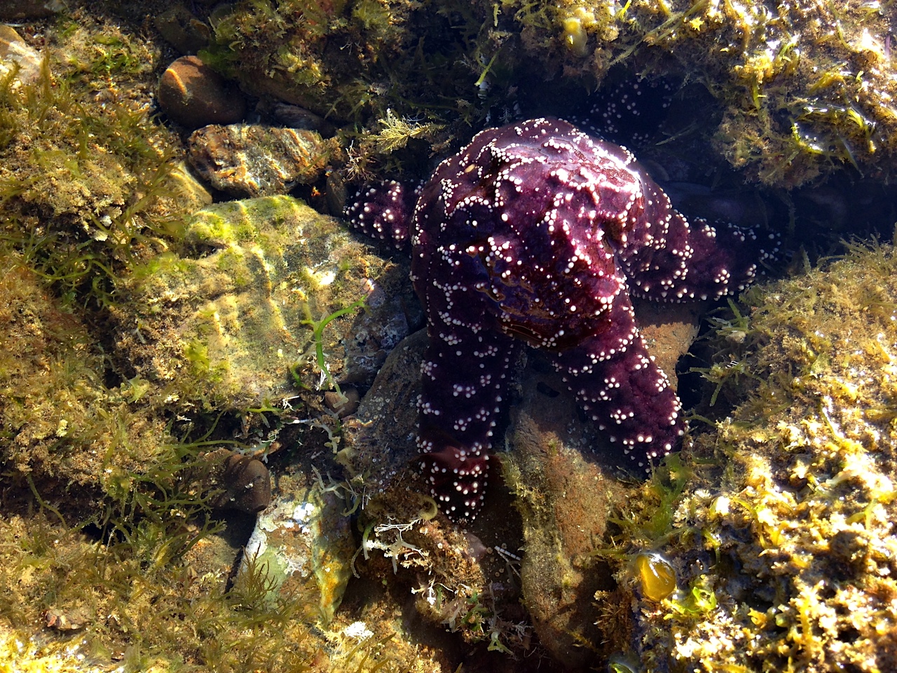 Southern California Sea Star
