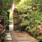 California-friendly garden