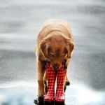 dog in the rain